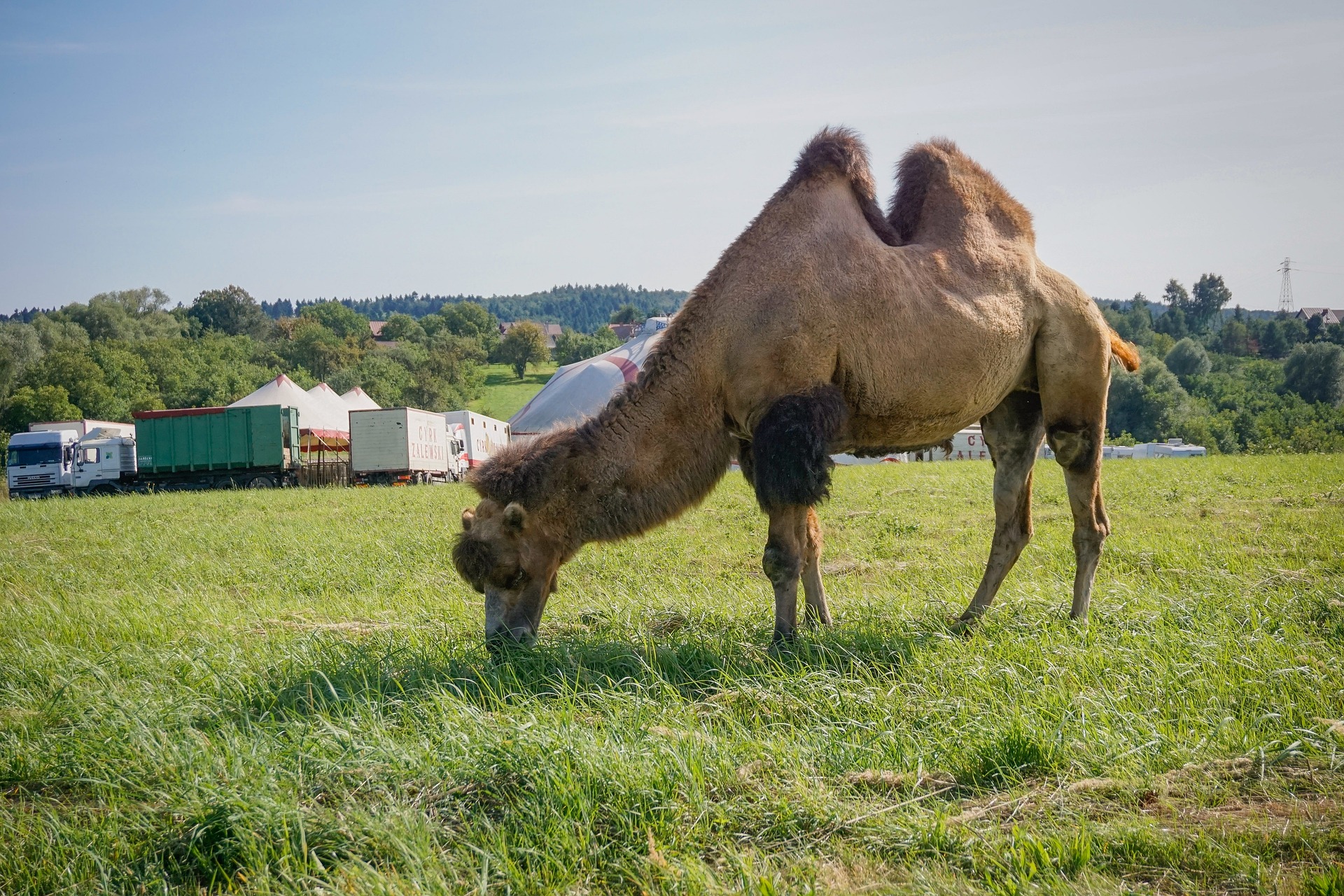 Il circo degli animali tra sondaggi e realtà